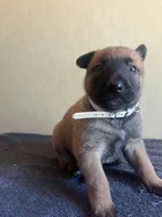 AKC Brilliant Belgians[hold], a female Belgian Malinois for sale in Stockton, MO – Photo 6 of 7