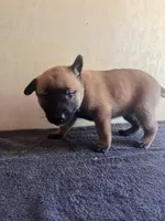 AKC Brilliant Belgians[hold], a female Belgian Malinois for sale in Stockton, MO – Photo 7 of 7