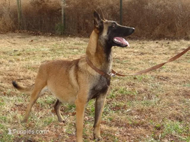 AKC Brilliant Belgians[hold], a female Belgian Malinois for sale in Stockton, MO – Photo 1 of 7