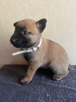 AKC Brilliant Belgians[hold], a female Belgian Malinois for sale in Stockton, MO – Photo 5 of 7