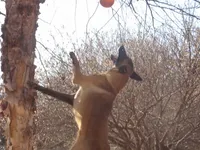 AKC Brilliant Belgians[hold], a female Belgian Malinois for sale in Stockton, MO – Photo 3 of 7