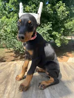 Public notice, a male Doberman Pinscher for sale in Stockton, MO – Photo 10 of 10