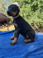 Public notice, a male Doberman Pinscher for sale in Stockton, MO – Photo 8 of 10