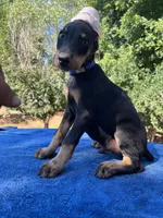 Public notice, a male Doberman Pinscher for sale in Stockton, MO – Photo 9 of 10