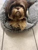 Lulu, a female Shih Tzu for sale in Pace, FL – 6 of 7
