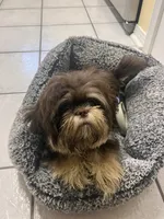 Lulu, a female Shih Tzu for sale in Pace, FL – 5 of 7