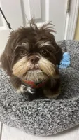 Lulu, a female Shih Tzu for sale in Pace, FL – 1 of 7