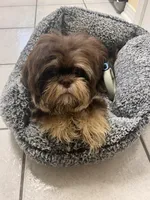 Lulu, a female Shih Tzu for sale in Pace, FL – 4 of 7