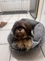 Lulu, a female Shih Tzu for sale in Pace, FL – 3 of 7