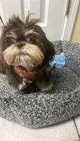 Lulu, a female Shih Tzu for sale in Pace, FL – 2 of 7