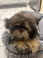 Lulu, a female Shih Tzu for sale in Pace, FL – 7 of 7
