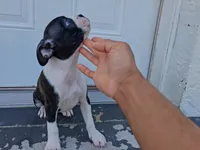 Frenchton, a male Frenchton for sale in Tampa, FL – 5 of 10
