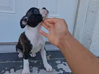 Frenchton , a male Frenchton for sale in Tampa, FL – 5 of 10
