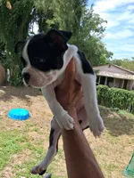 Frenchton , a male Frenchton for sale in Tampa, FL – 10 of 10