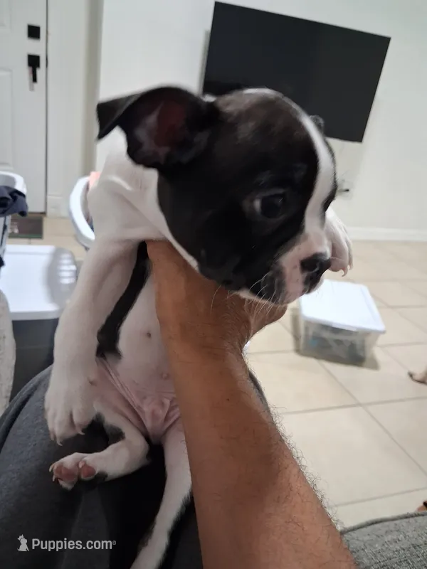 Frenchton – Frenchton puppy for sale in Tampa, FL