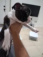 Frenchton , a male Frenchton for sale in Tampa, FL – 2 of 10
