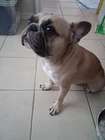 Frenchton , a male Frenchton for sale in Tampa, FL – 8 of 10