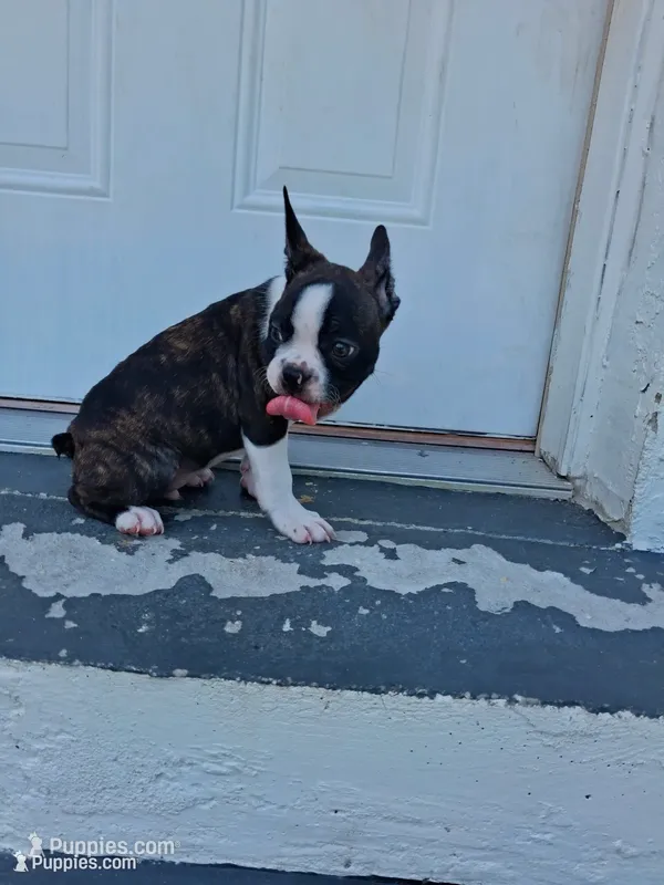 Frenchton – Frenchton puppy for sale in Tampa, FL