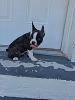 Frenchton, a male Frenchton for sale in Tampa, FL – 3 of 10