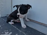 Frenchton, a male Frenchton for sale in Tampa, FL – 9 of 10