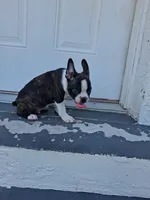 Frenchton , a male Frenchton for sale in Tampa, FL – 9 of 10