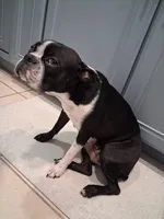 Frenchton , a male Frenchton for sale in Tampa, FL – 7 of 10