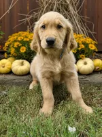 Scooby, a male Golden Retriever for sale in Powhatan, VA – 1 of 1