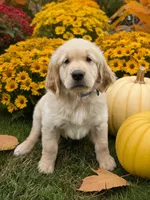 Tramp, a male Golden Retriever for sale in Powhatan, VA – 1 of 1