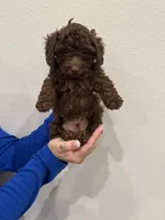 Chocolate Male, a male Poodle - Toy  for sale in Gulf Shores, AL – Photo 3 of 4