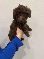 Chocolate Male, a male Poodle - Toy  for sale in Gulf Shores, AL – Photo 2 of 4
