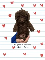 Chocolate Male, a male Poodle - Toy  for sale in Gulf Shores, AL – Photo 1 of 4