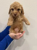 Apricot Male, a male Poodle - Toy  for sale in Gulf Shores, AL – Photo 2 of 3