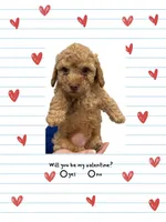 Apricot Male, a male Poodle - Toy  for sale in Gulf Shores, AL – Photo 1 of 3