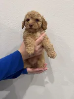 Apricot Male, a male Poodle - Toy  for sale in Gulf Shores, AL – Photo 3 of 3
