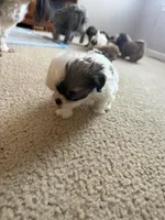 Minnie, a female Shih Tzu for sale in Woodbridge, VA – Photo 5 of 5