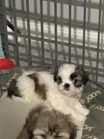 Minnie, a female Shih Tzu for sale in Woodbridge, VA – Photo 2 of 5