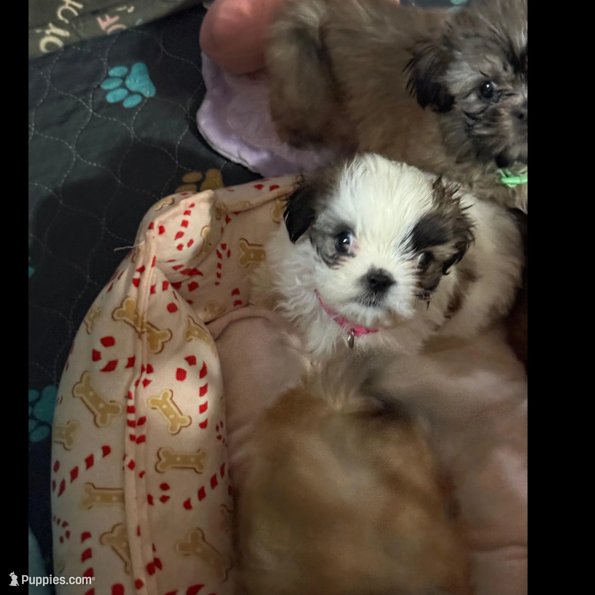 Minnie, a female Shih Tzu for sale in Woodbridge, VA – Photo 4 of 5