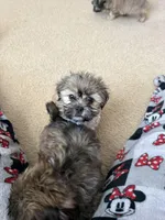 River, a male Shih Tzu for sale in Woodbridge, VA – Photo 1 of 4