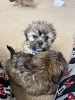 River, a male Shih Tzu for sale in Woodbridge, VA – Photo 3 of 4