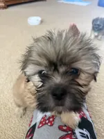 River, a male Shih Tzu for sale in Woodbridge, VA – Photo 2 of 4