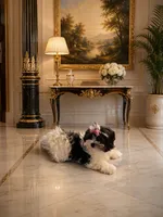 Bambi, a female Maltese and Biewer for sale in Tamarac, FL – 3 of 3