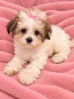 Princess, a female Maltese and Biewer for sale in Tamarac, FL – 2 of 4