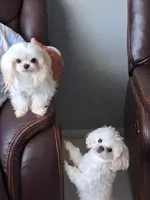 Tiny white, a male Maltese and Biewer for sale in Tamarac, FL – 4 of 6