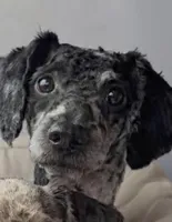 Bhima Merle Boy , a male Poodle - Toy  for sale in Tamarac, FL – 2 of 4