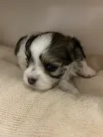 Teeny Tina, a female Maltese and Biewer for sale in Tamarac, FL – 2 of 5