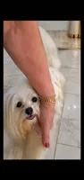 Fabio, a male Maltese for sale in Tamarac, FL – 2 of 6