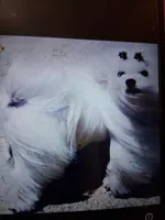 Fabio, a male Maltese for sale in Tamarac, FL – Photo 3 of 5