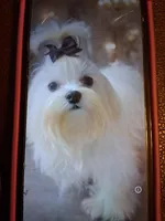 Fabio, a male Maltese for sale in Tamarac, FL – Photo 5 of 5