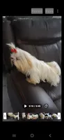 Fabio, a male Maltese for sale in Tamarac, FL – 5 of 6
