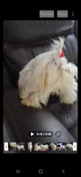 Fabio, a male Maltese for sale in Tamarac, FL – 4 of 6